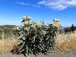 Plants of woollypod milkweed (Asclepias eriocarpa) in an open area.