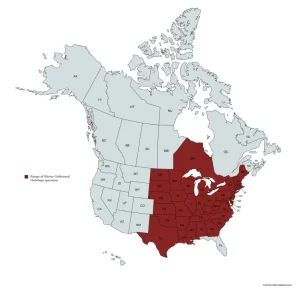 Range map of Showy Goldenrod (Solidago speciosa) in the United States and Canada.