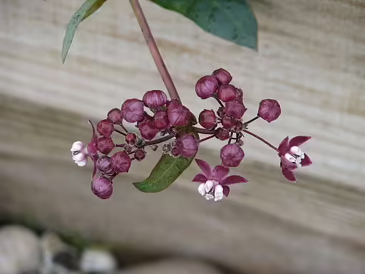 Close-up of Red and white flowers of heart-leaf milkweed (Asclepias cordifolia).