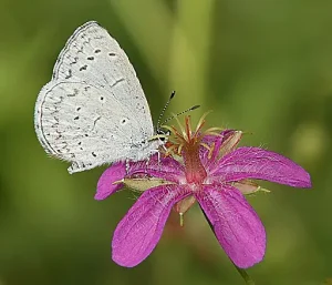 Spring Azure on a purple flower.