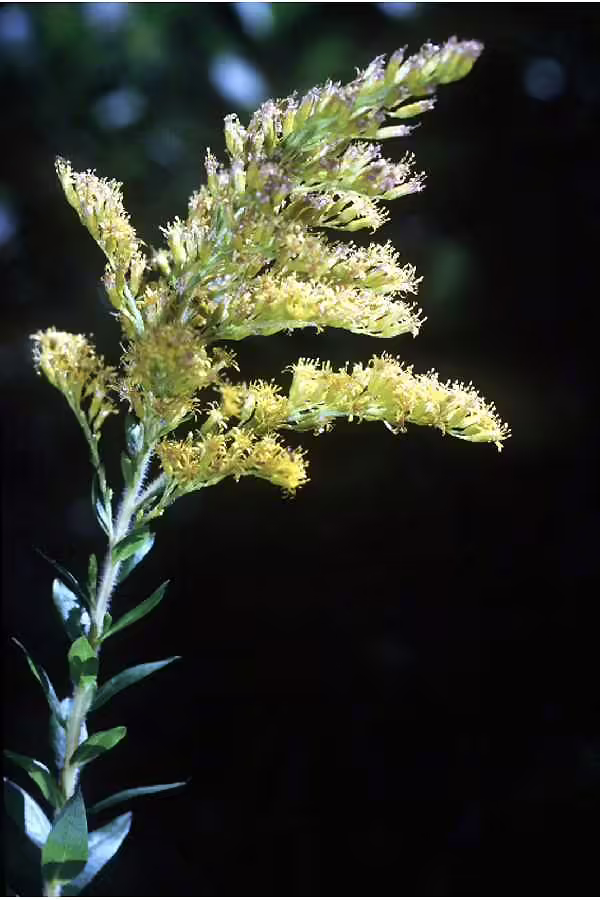 Yellow flowers of pine barren goldenrod (Solidago fistulosa) on black background.