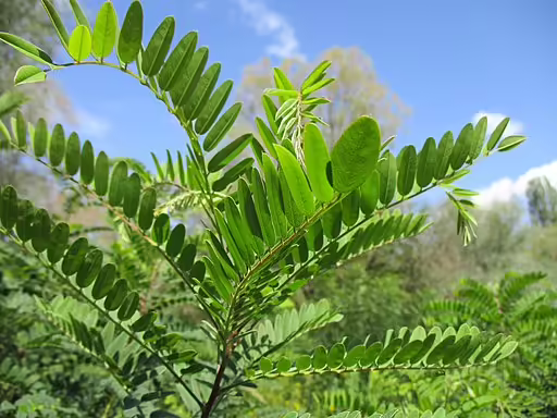 Leaves of false indigo bush (Amorpha fruticosa).