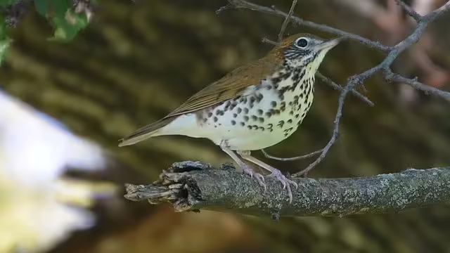 Wood thrush on branch.