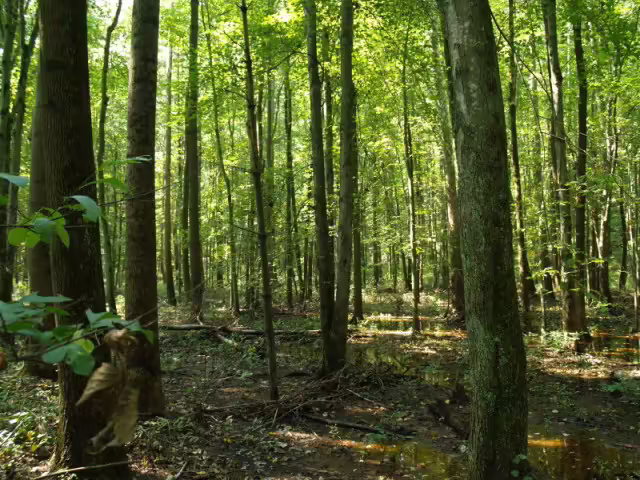 Floodplain Forest in Delaware.