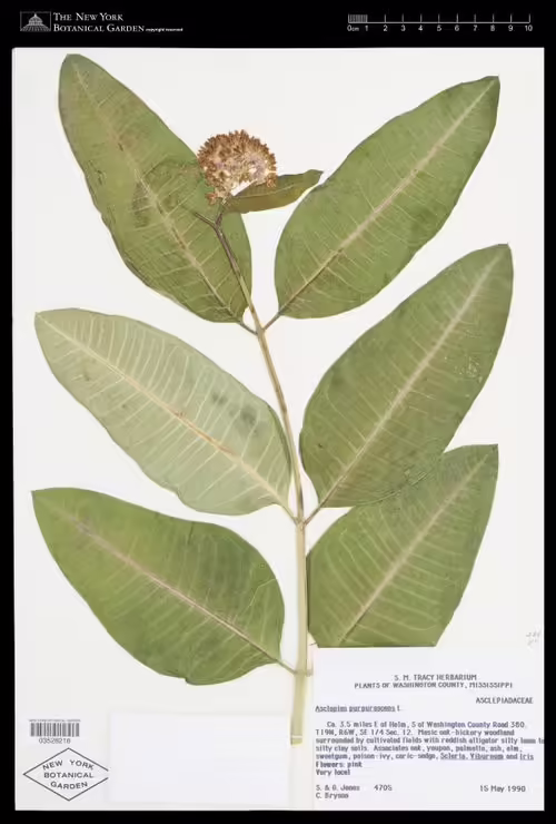 Herbarium specimen of purple milkweed (Asclepias purpurascens).