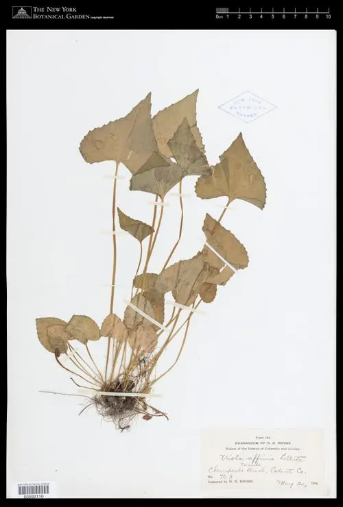 Herbarium specimen of Sand Violet (Viola affinis).