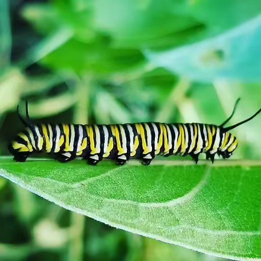 Monarch (Danaus plexippus) caterpillar on leaf.