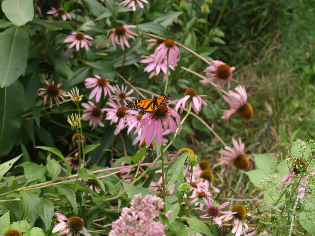 Monarch Butterfly (Danaus plexippus) on purple coneflower (Echinacea purpurea).