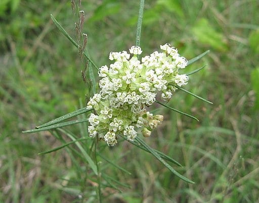 Plant of whorled milkweed (Asclepias verticillata) in a field.