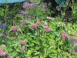 Plants of purple milkweed (Asclepias purpurascens).