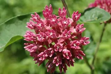 Purple flowers of purple milkweed (Asclepias purpurascens), a Pennsylvania milkweed.