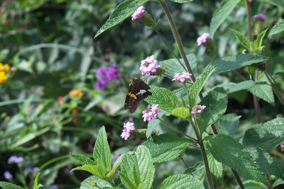 Silver-spotted Skipper (Epargyreus clarus) on Lantana.