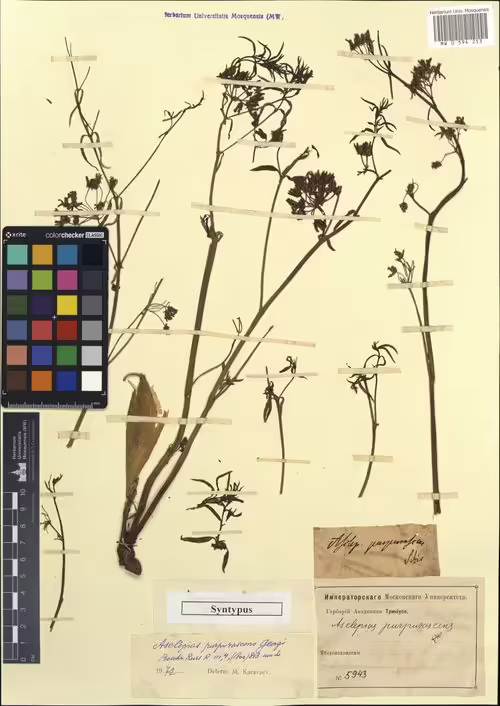 Type specimen of purple milkweed (Asclepias purpurascens).