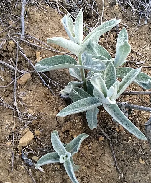 Plant of California milkweed (Asclepias californica).