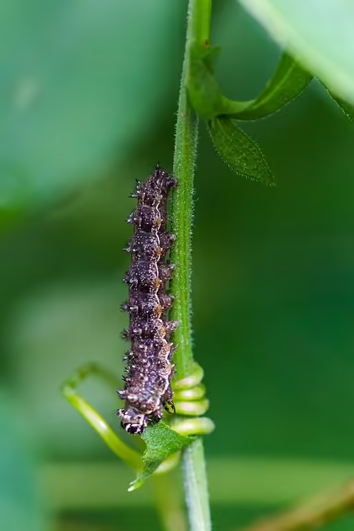 Caterpillar of pearl crescent butterfly on leaf.
