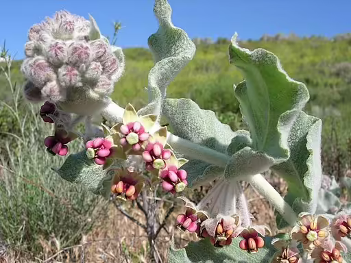 Pinkish-white and hairy flowers of California milkweed (Asclepias californica).