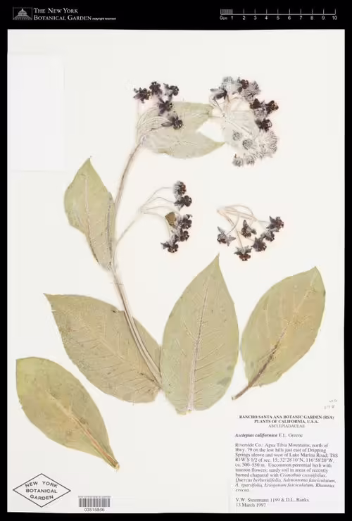 Herbarium specimen of California milkweed (Asclepias californica).
