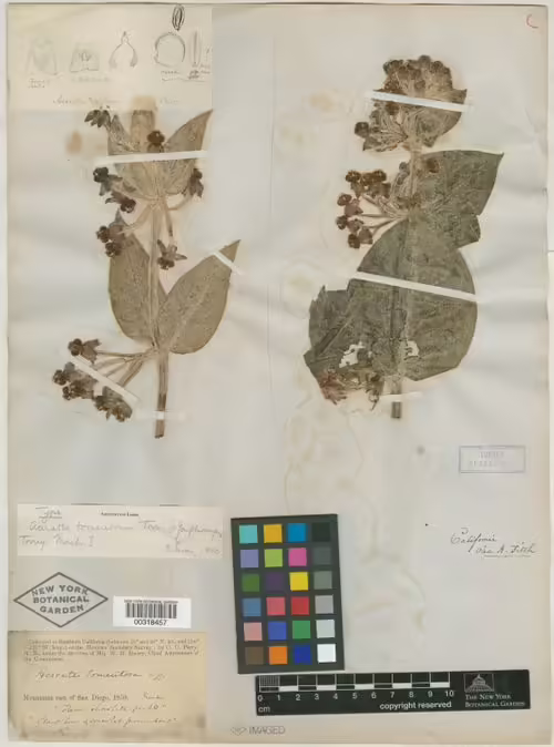 Type specimen of California milkweed (Asclepias californica).