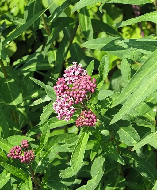 Plant of red milkweed (Asclepias rubra) in an open setting, a Maryland milkweed.