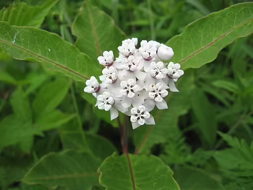 Close-up of white flowers of red ring milkweed (Asclepias variegata).