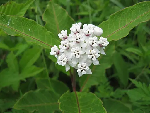 Close-up of white flower cluster of Red-ring milkweed (Asclepias variegata), a New York milkweed.