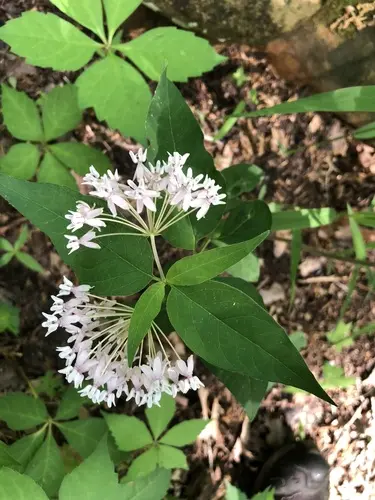White flowers of four-leaf milkweed (Asclepias quadrifolia).