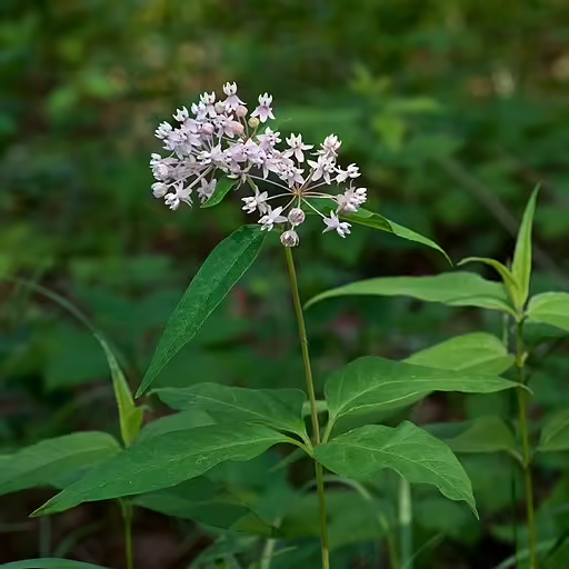 Plant of four-leaf milkweed (Asclepias quadrifolia) with white flowers.