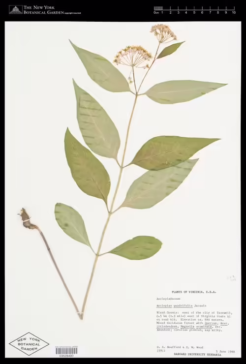 Herbarium specimen of four-leaf milkweed (Asclepias quadrifolia).