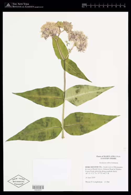Herbarium specimen of red milkweed (Asclepias rubra).