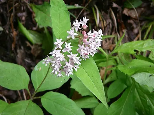 Light pink flowers of four-leaf milkweed (Asclepias quadrifolia) in a wooded setting.