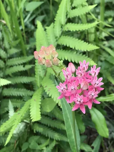 Plant of Red Milkweed (Asclepias rubra) in a barren.