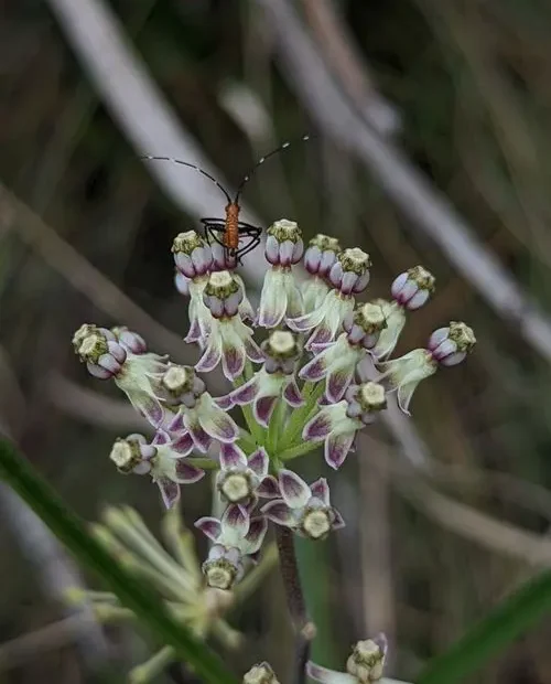 Purple flowers of long-leaf milkweed (Asclepias longifolia).