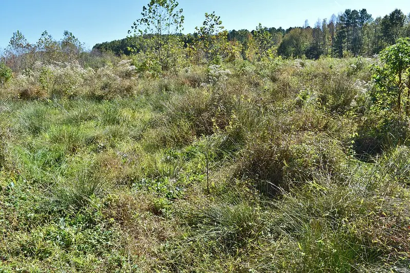 Wet Meadow Habitat in North Carolina.