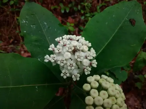 White flower cluster of Red-ring milkweed (Asclepias variegata) in a wooded setting.