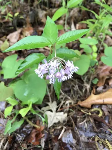 White flowers of four-leaf milkweed (Asclepias quadrifolia) in a wooded setting.