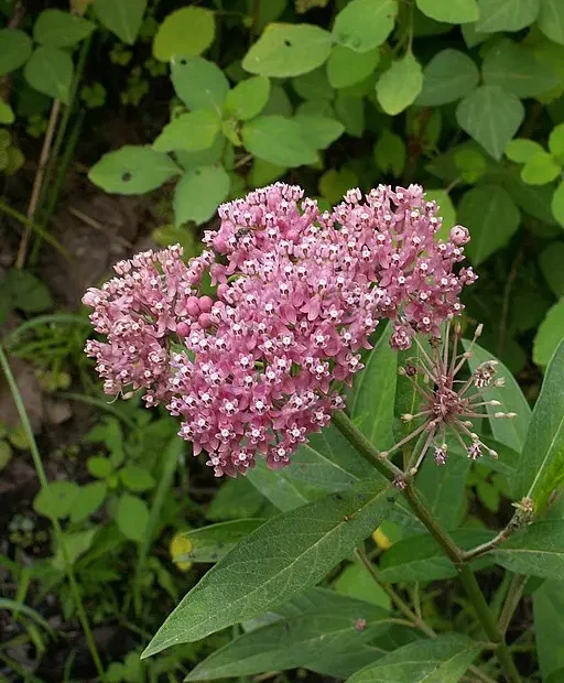 Pink flowers of swamp milkweed (Asclepias incarnata), a Maine milkweed.
