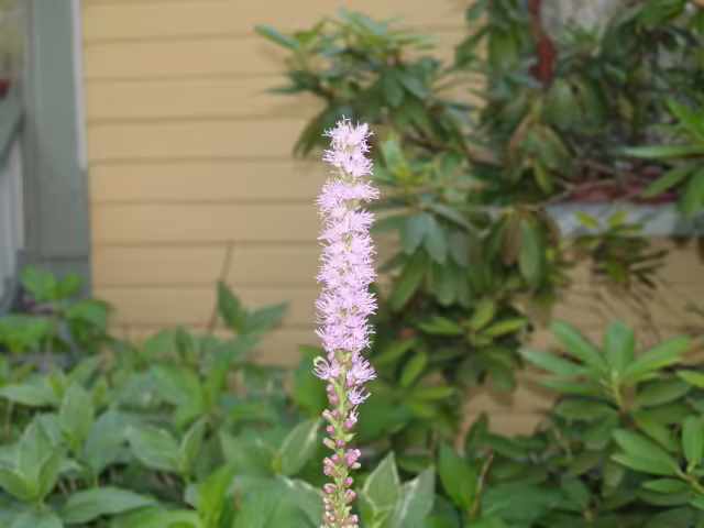 Purple flowers of blazing star (Liatris spicata) in McMullen House garden.