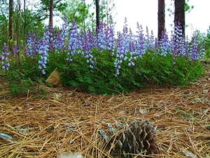 Lupine (Lupinus perennis) in a pine barren habitat.