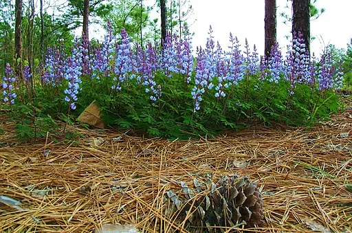 Lupine (Lupinus perennis) flowers in a pineland.