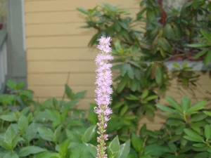 Blazing star (Liatris spicata) in the McMullen House garden.