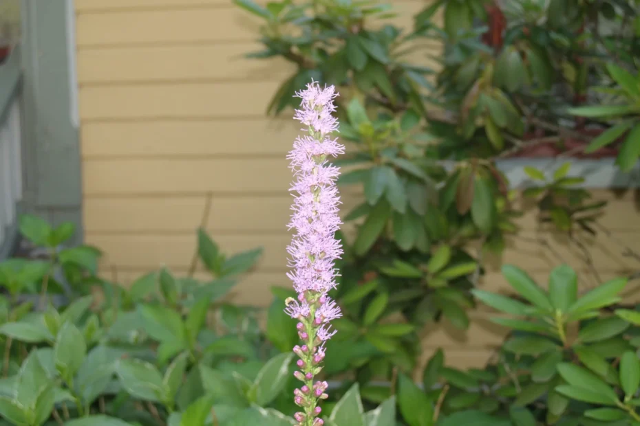 Blazing star (Liatris spicata) in the McMullen House garden.
