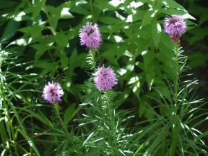 Plants of blazing star (Liatris spicata) in a garden.