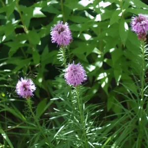 Plants of blazing star (Liatris spicata) in a garden.