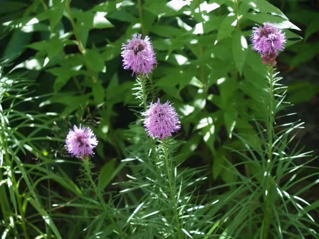 Blazing star (Liatis spicata) at McMullen House garden.