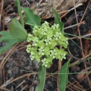 Close-up of flower of velvetleaf milkweed (Asclepias tomentosa).