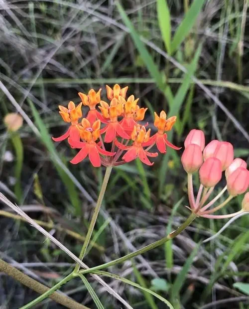 Plant of few-flower milkweed (Asclepias lanceolata) with orange-red flowers.
