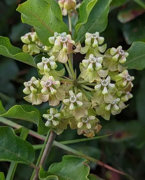 Flower cluster of velvetleaf milkweed (Asclepias tomentosa) in a wooded setting.