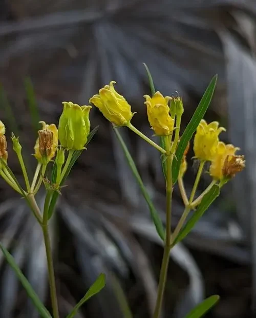 Yellow flowers of savannah milkweed (Asclepias pedicellata).