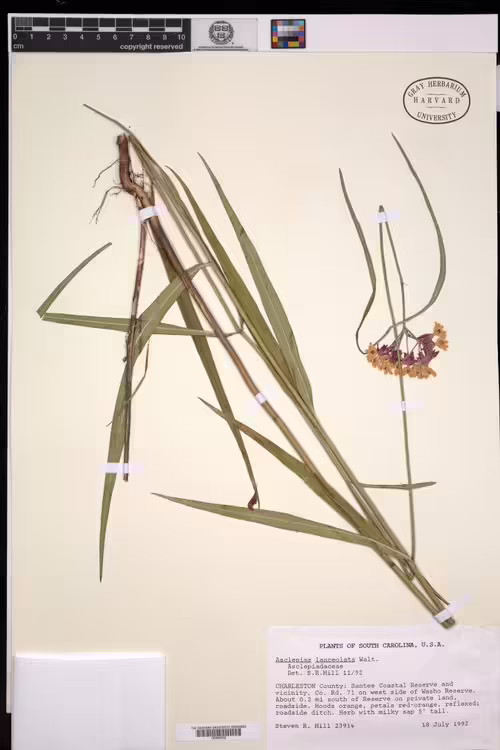 Herbarium specimen of few-flower milkweed (Asclepias lanceolata).