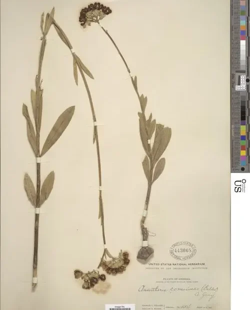 Herbarium specimen of large-flower milkweed (Asclepias connivens).